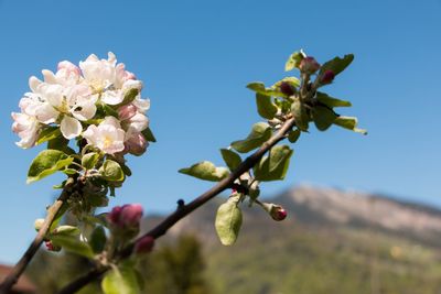 Low angle view of flower tree against clear blue sky