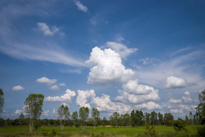 Panoramic shot of trees on field against sky