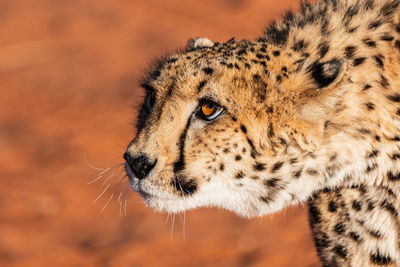 The cheetah in namibia