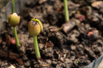 Close-up of lemon growing on field