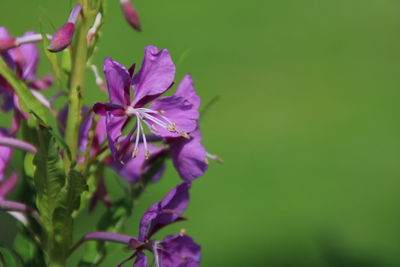 Close-up of purple flowering plant