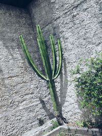 Close-up of plant