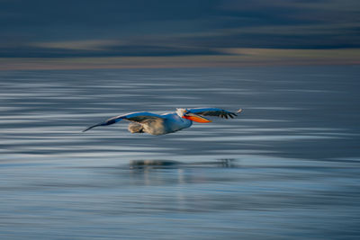 Bird flying over lake