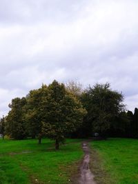 Trees on field against sky