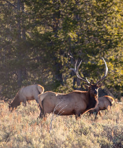 Deer in grass