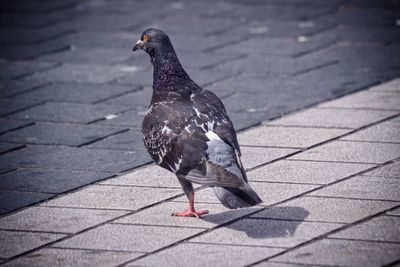 Close-up of bird