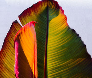 Close-up of multi colored leaves on plant