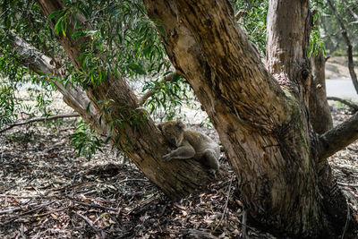 View of a tree trunk in the forest