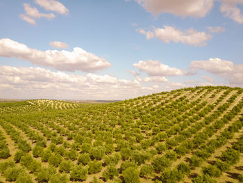 Scenic view of agricultural field against sky