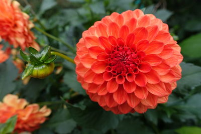 Close-up of flower blooming outdoors