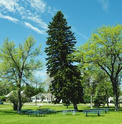 Picnic table and trees on grassy field against sky during sunny day