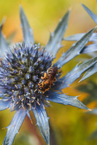 Close-up of bee pollinating on flower