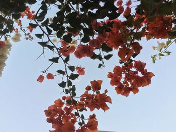 Low angle view of tree against sky