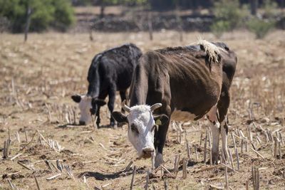 Cows in a field