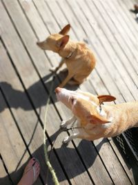 High angle view of dog on footpath