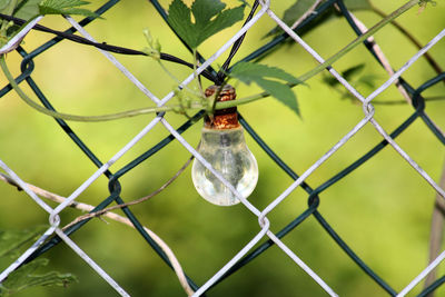 Close-up of light bulb hanging on chainlink fence
