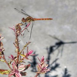 Close-up of dragonfly perching on plant