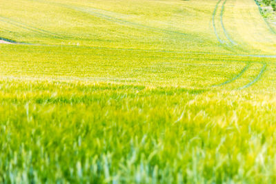 Scenic view of agricultural field