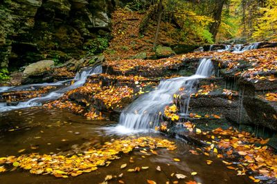 Autumn leaves by waterfall in forest