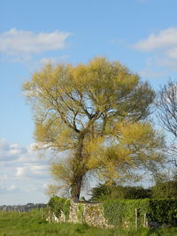 Tree on field against sky