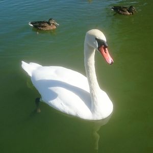 Swans swimming in water