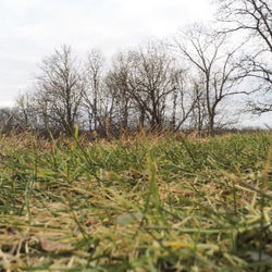 Trees growing in field