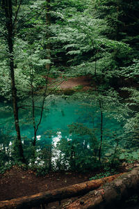 Scenic view of lake in forest