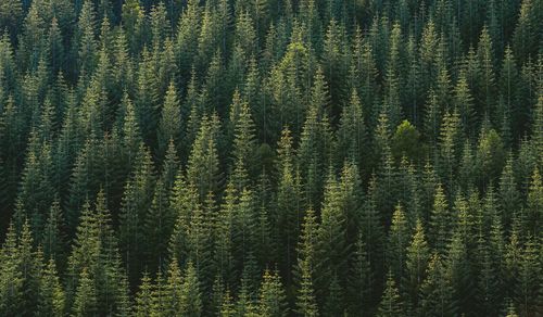 Pine trees in forest