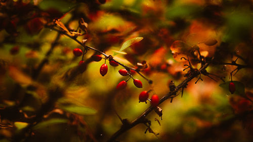 Close-up of berries growing on tree