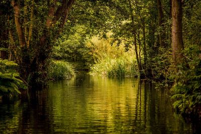 Scenic view of lake in forest