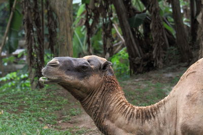 Close-up of camel on field