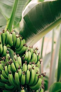 Close-up of bananas growing on tree