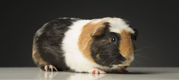 Close-up of guinea pig