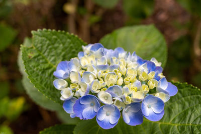 Close-up of blue flowering plant