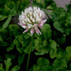 Close-up of pink flowers blooming outdoors