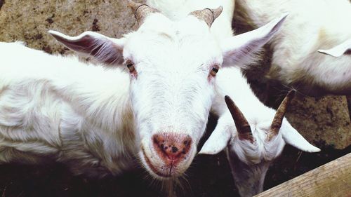 Close-up portrait of sheep