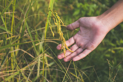 Close-up of hand touching plant on field