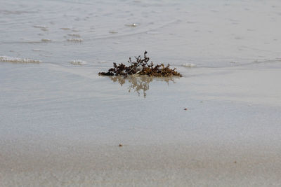 High angle view of crab on beach