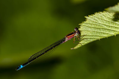 Close-up of dragonfly on leaf