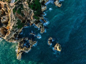 High angle view of coral in sea