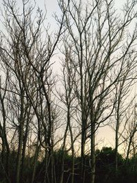 Low angle view of trees against sky