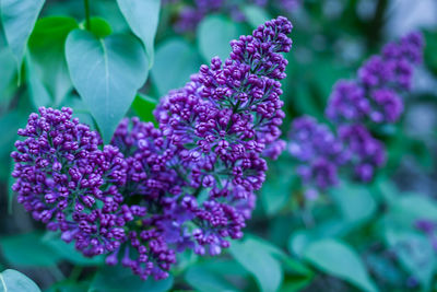 Close-up of purple flowers