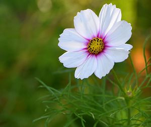 Close-up of cosmos flower