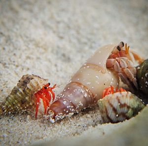 Close-up of crab on food