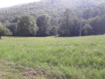 Scenic view of trees on field