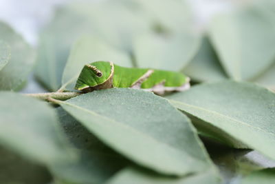 Close-up of green leaf