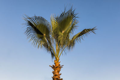 Low angle view of palm tree against clear blue sky