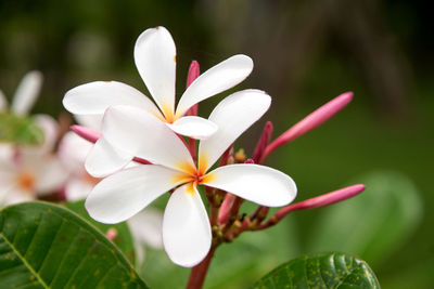 Close-up of frangipani blooming outdoors