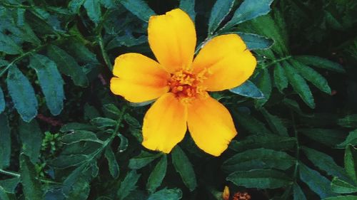 Close-up of yellow flower blooming outdoors