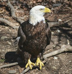 Close-up of bald eagle perching outdoors